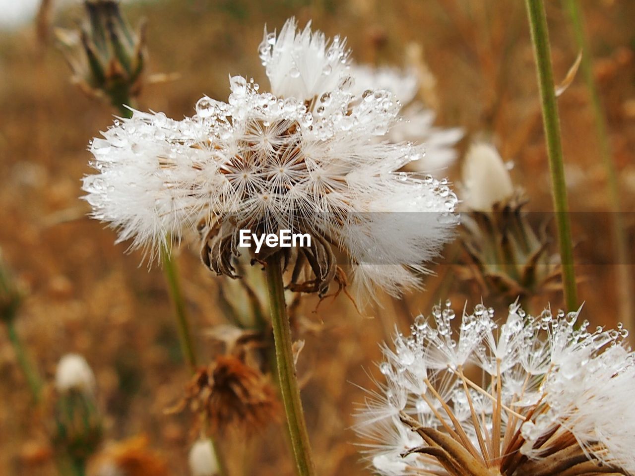 Close-up of dew drops on dandelion