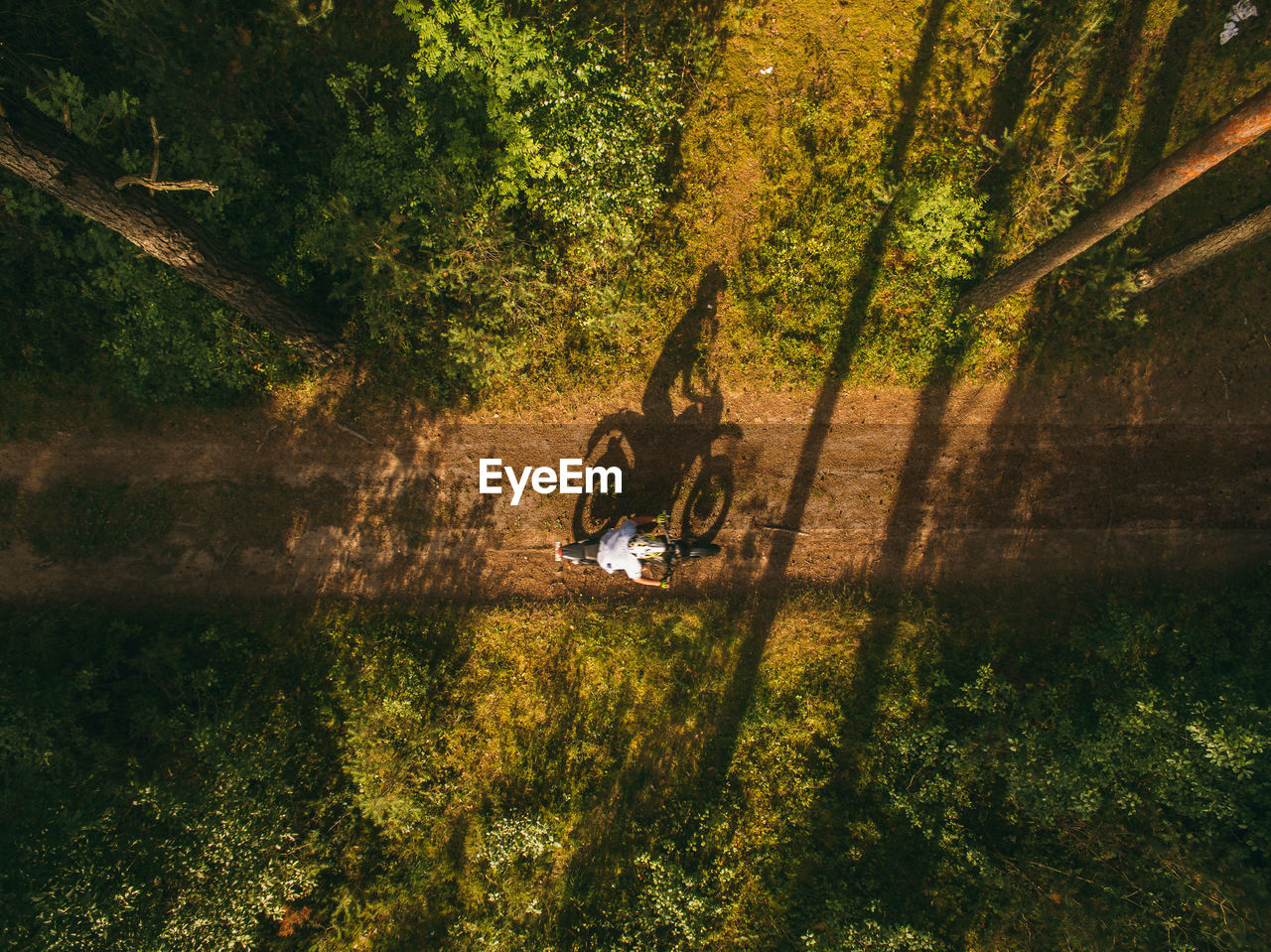 Trees by plants in forest