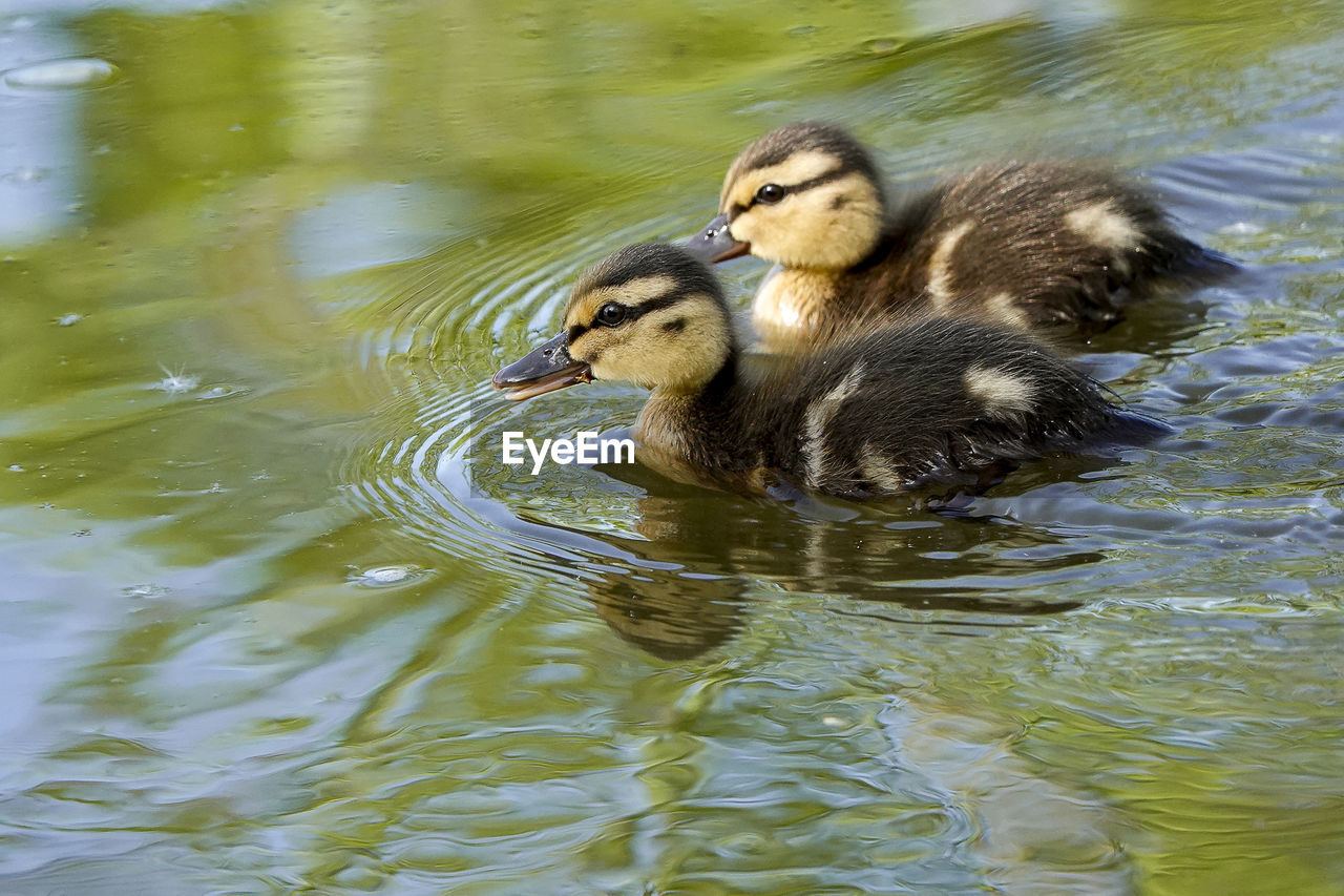 DUCK SWIMMING IN LAKE