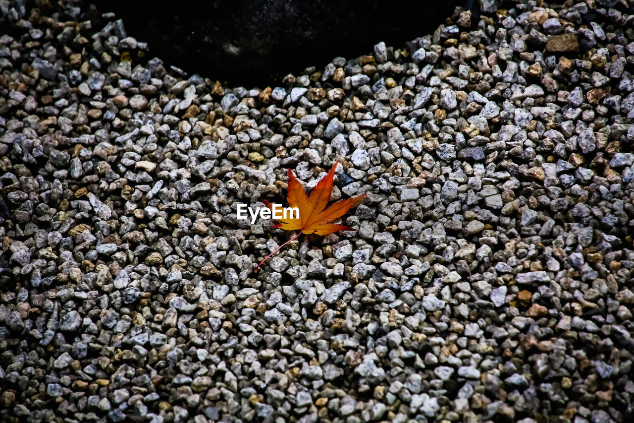 HIGH ANGLE VIEW OF ORANGE FLOWER PETALS ON LAND