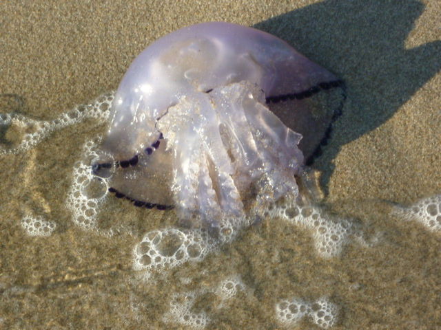 CLOSE-UP OF WATER IN WATER