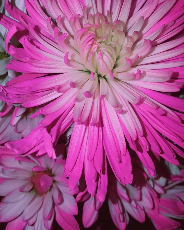 FULL FRAME SHOT OF PINK FLOWERS