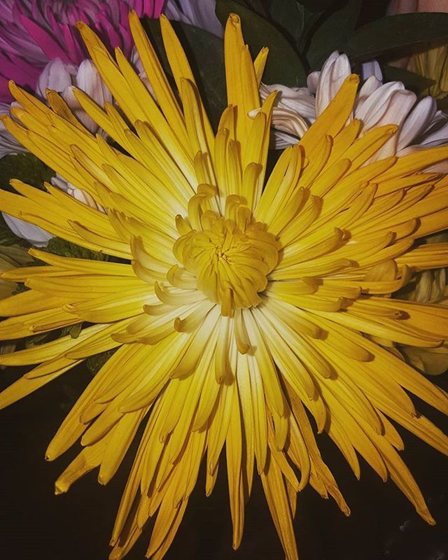 CLOSE-UP OF YELLOW FLOWERS