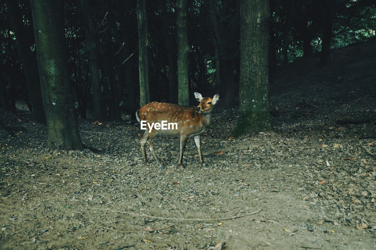 Deer standing on field at forest