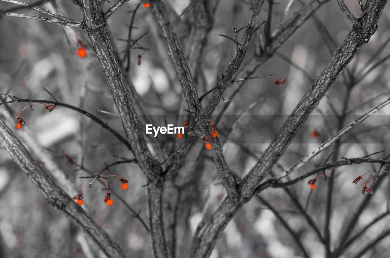 CLOSE-UP OF SNOW ON TREE