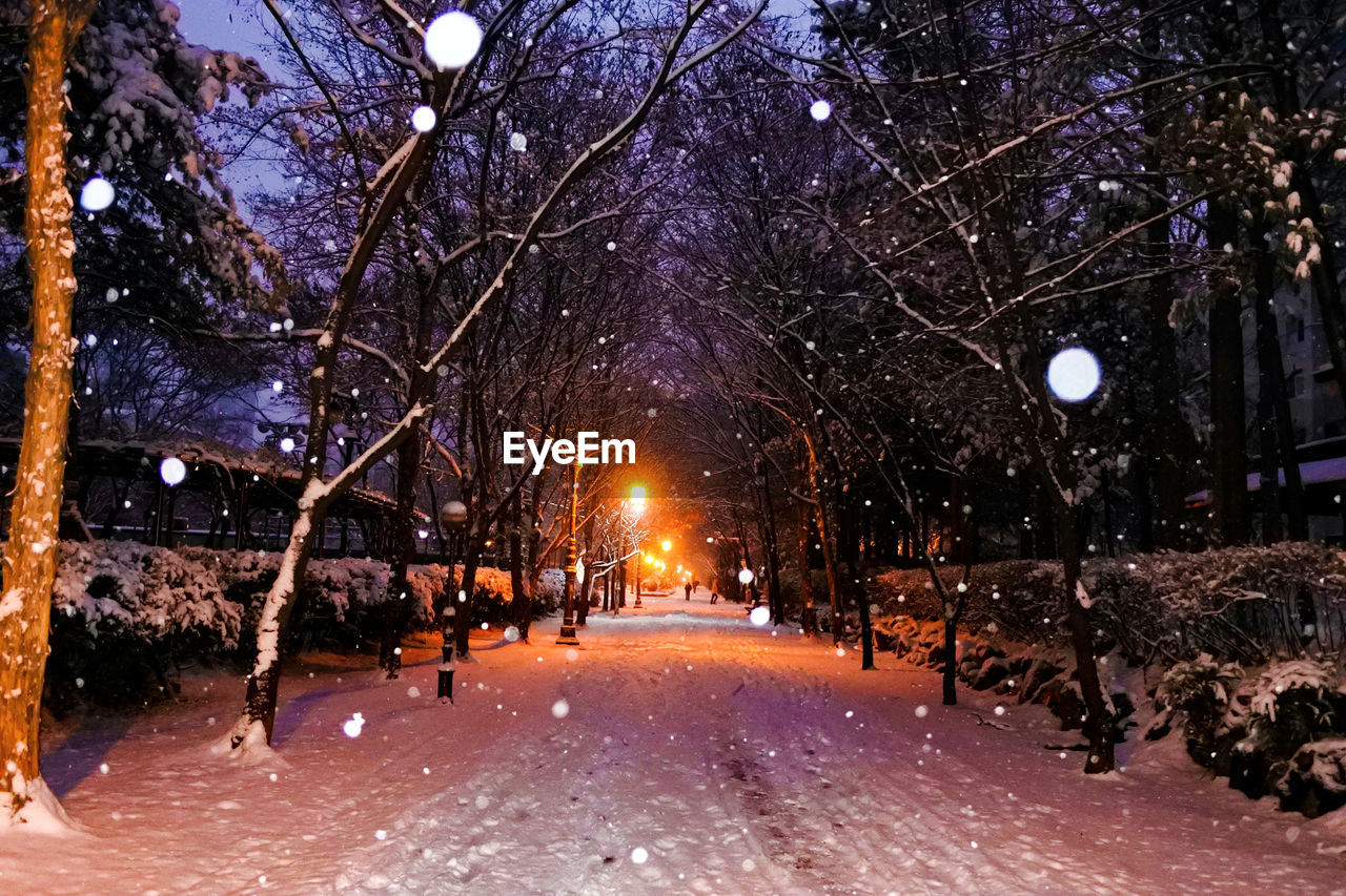 TREES IN WINTER AT NIGHT