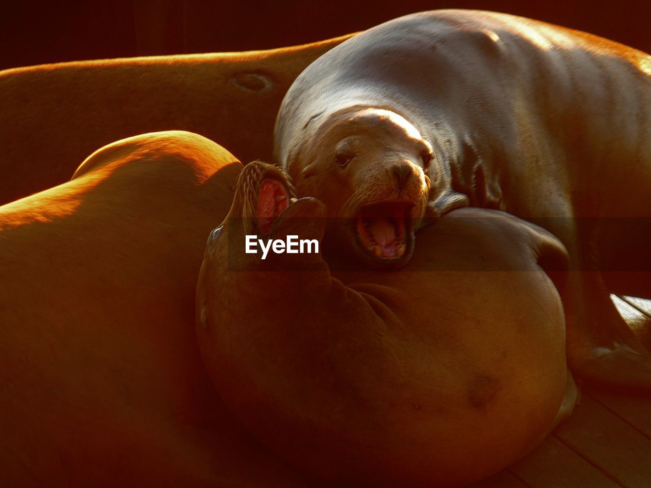 High angle view of seals at dock in san francisco bay