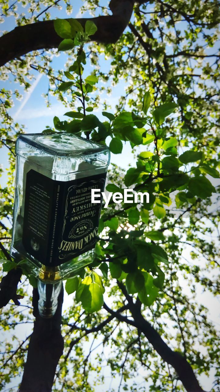 LOW ANGLE VIEW OF PLANTS HANGING FROM TREE