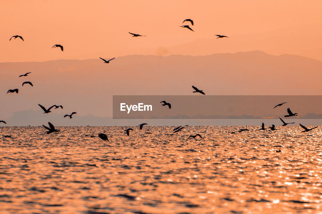 Flock of birds flying in the sky against a golden sunset, lake naivasha, kenya 