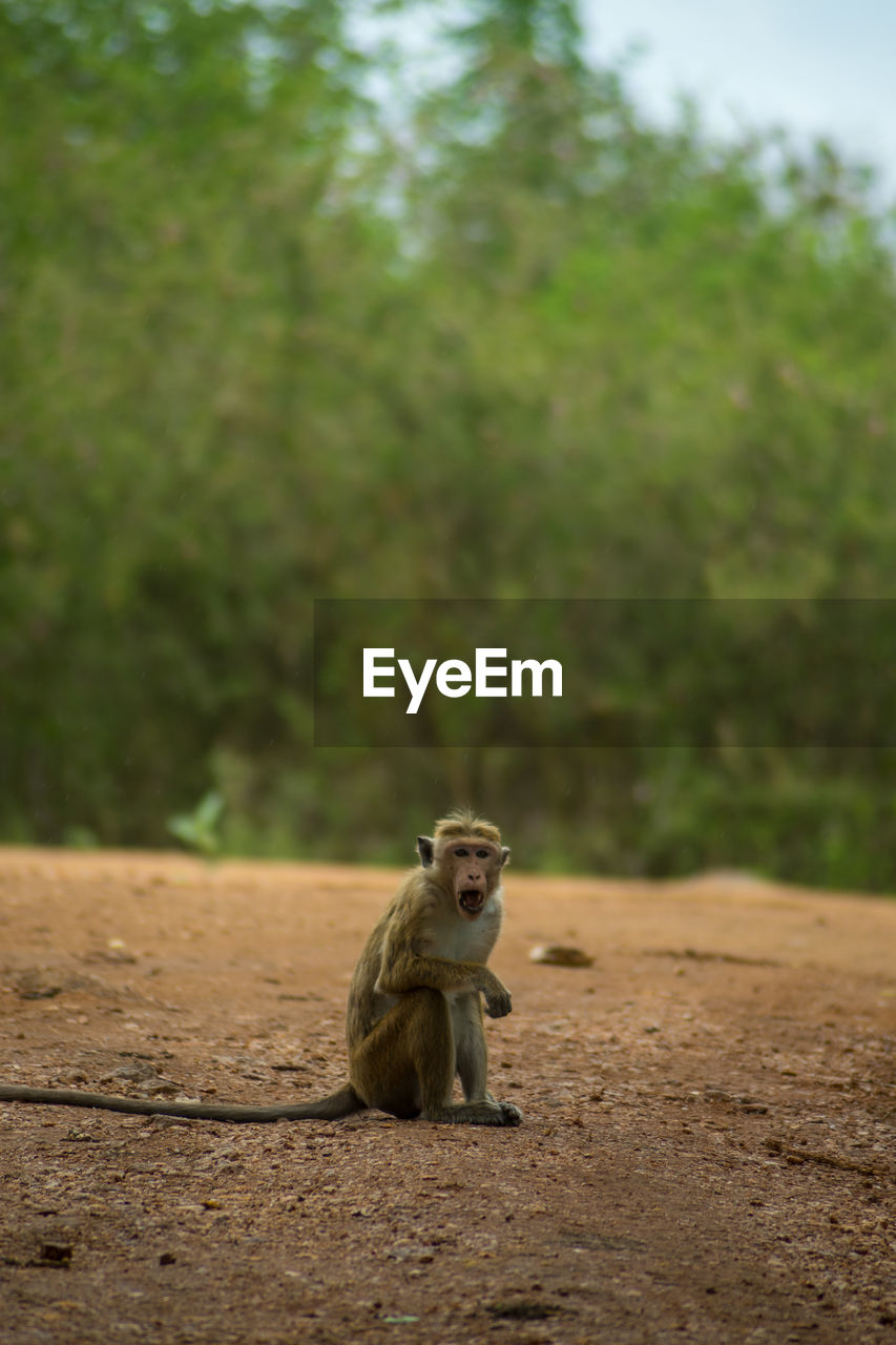 Isolated monkey. macaque grimacing in the jungle. udawalawa national park, sri lanka. 
