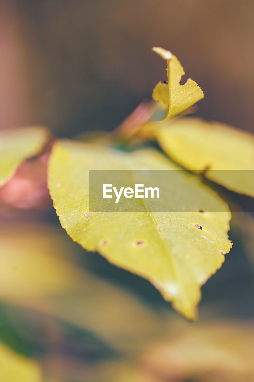 yellow, green, leaf, macro photography, close-up, plant part, plant, nature, flower, petal, no people, autumn, selective focus, plant stem, beauty in nature, freshness, sunlight, water, outdoors, focus on foreground, fragility, day, flowering plant, drop, growth, fruit, branch