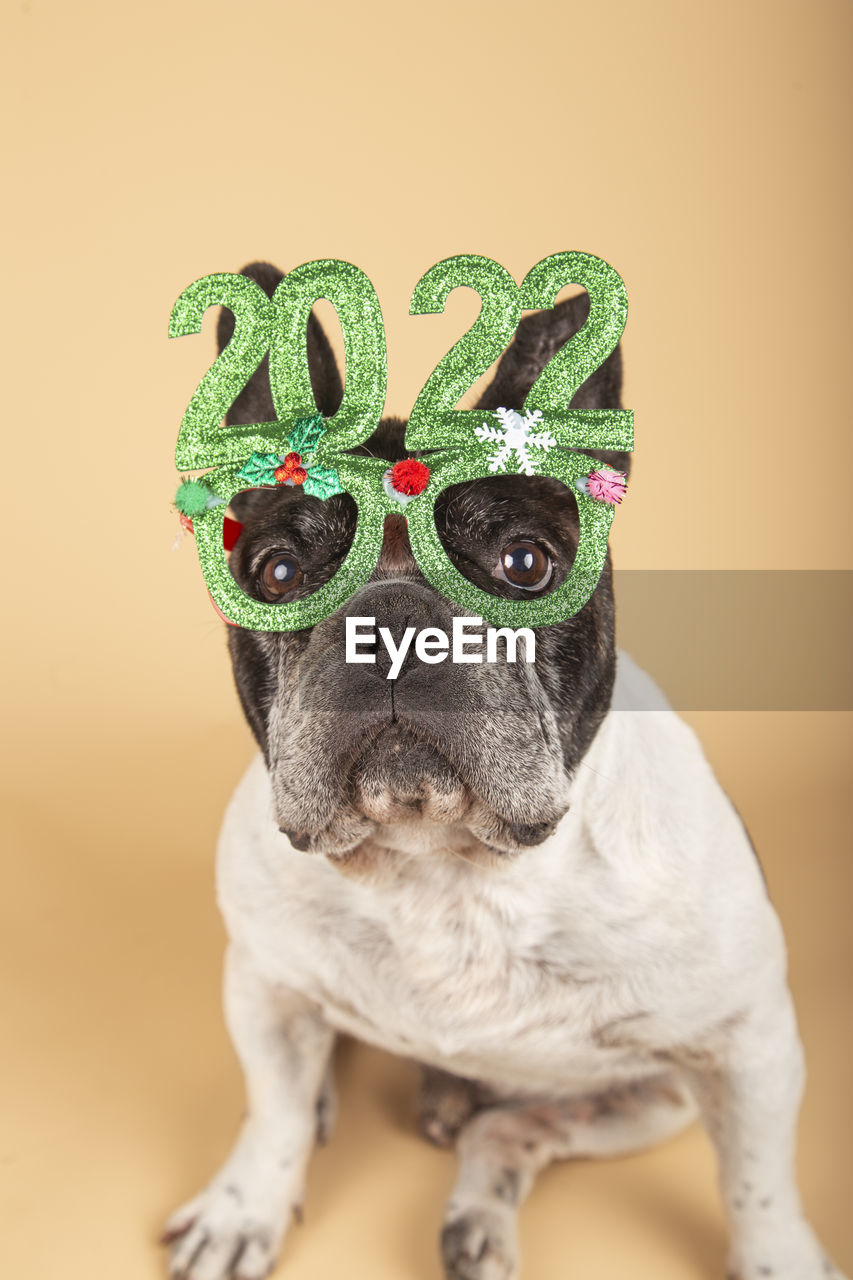  french bulldog dog with green 2022 festive glasses on a yellow background. happy new year.
