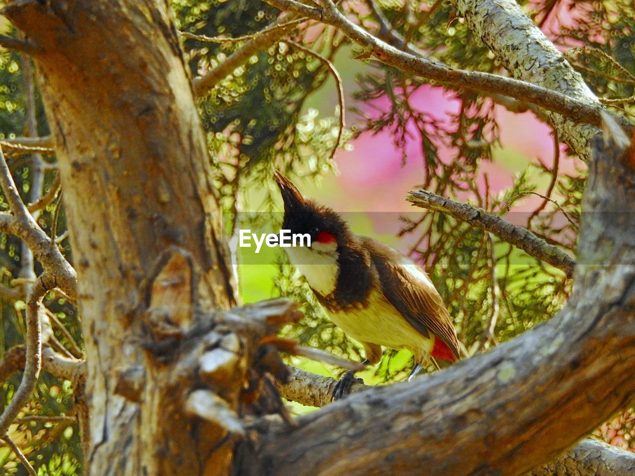 Red-whiskered bulbul perching on branch