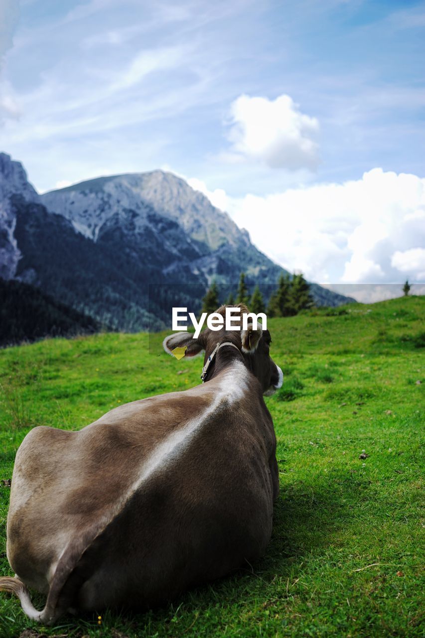 Cow in an alpine field 