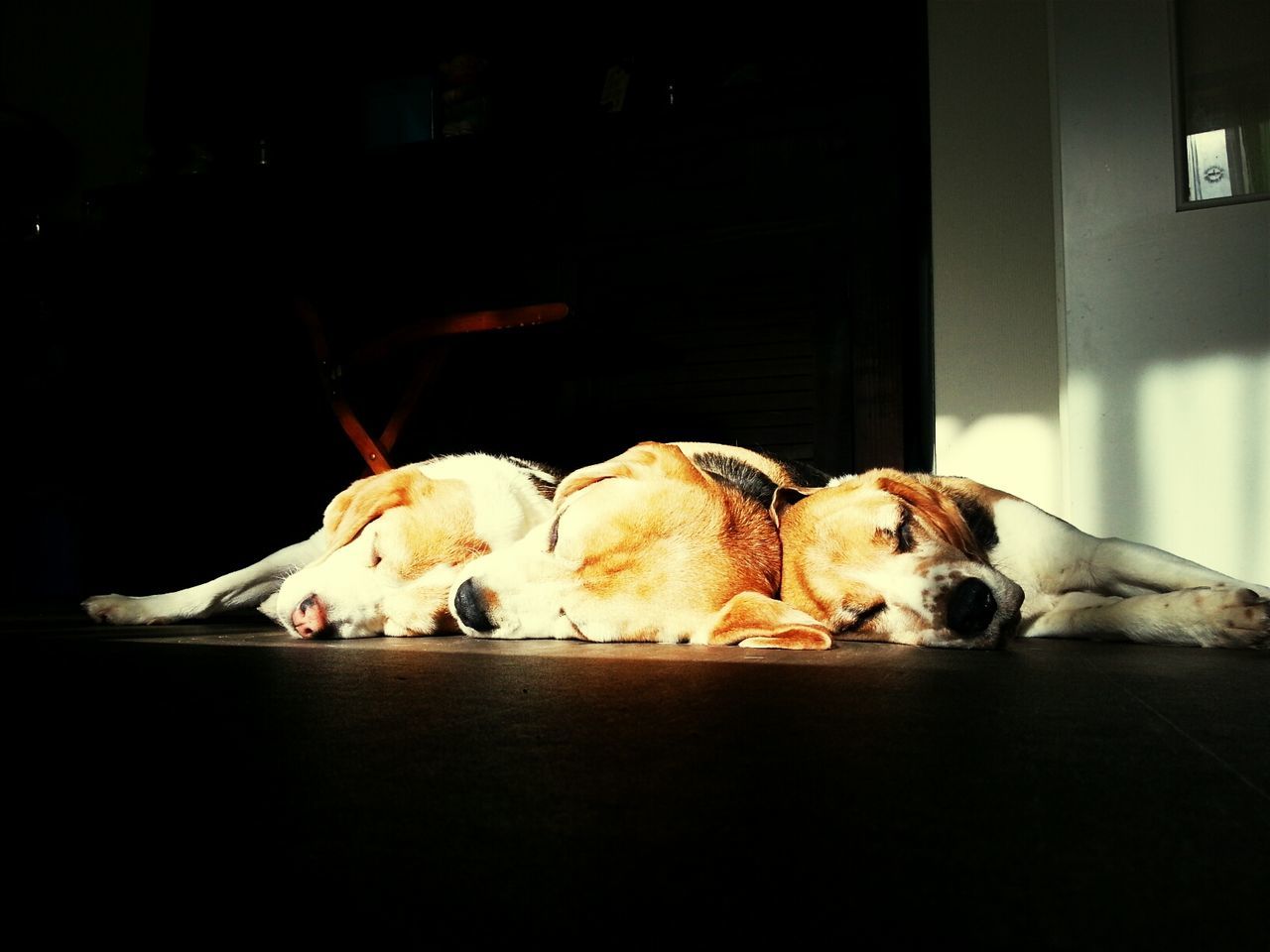 Three dogs sleeping on floor