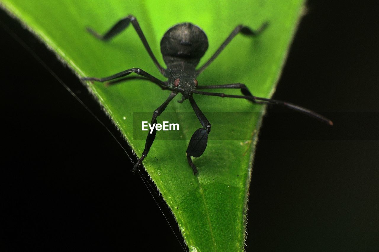 Close-up of insect on leaf against black background