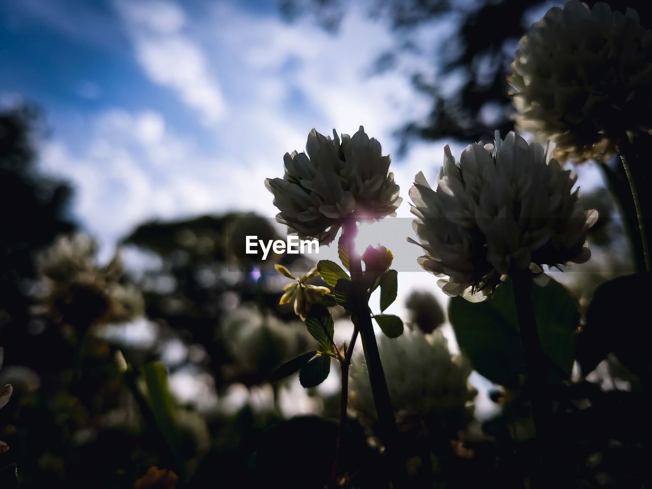 CLOSE-UP OF FLOWERING PLANT AGAINST CLOUDY SKY