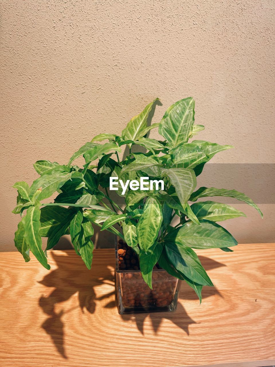 leaf, plant part, green, plant, herb, nature, food and drink, food, no people, growth, wood, indoors, produce, freshness, potted plant, flower, wall - building feature, table, wellbeing, healthy eating, day, houseplant, close-up