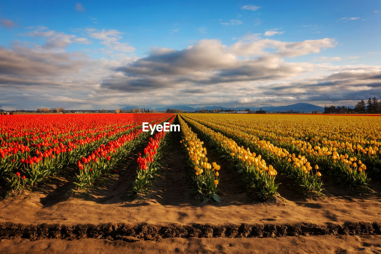 Tulip rows on a lovely spring morning. a great start to the skagit valley tulip festival. mt. vernon