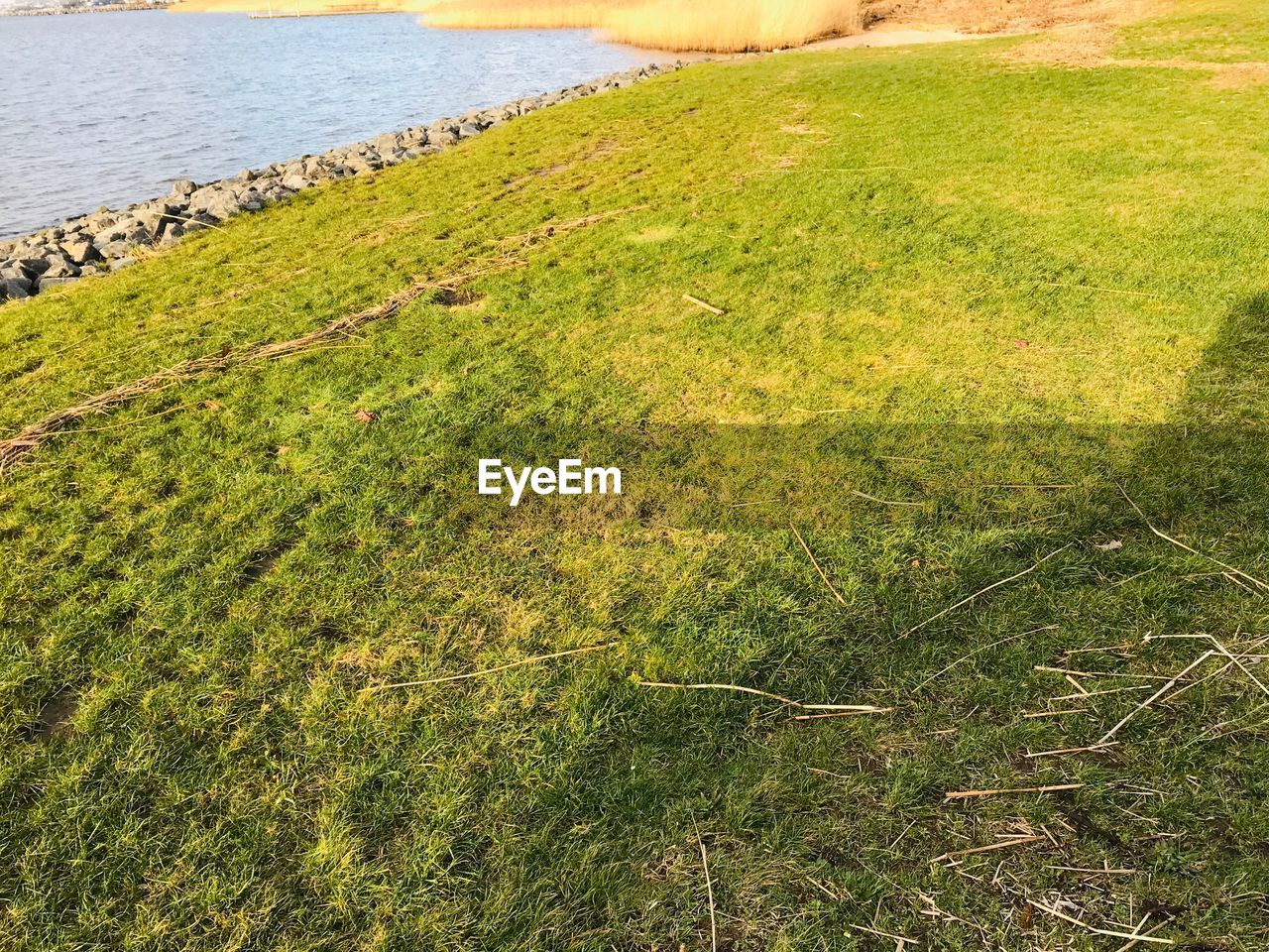 HIGH ANGLE VIEW OF GRASS ON LAND