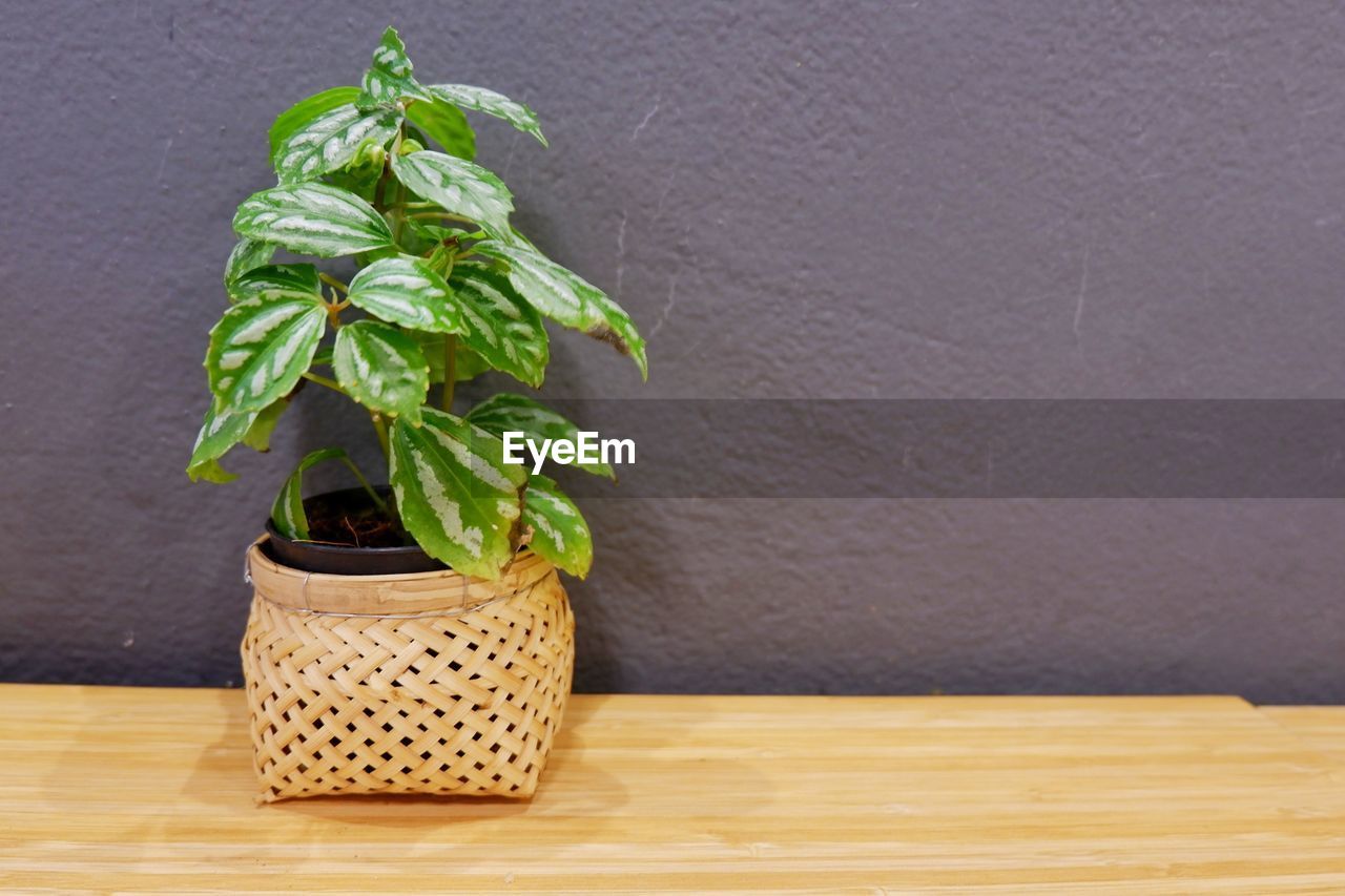 CLOSE-UP OF PLANT ON TABLE