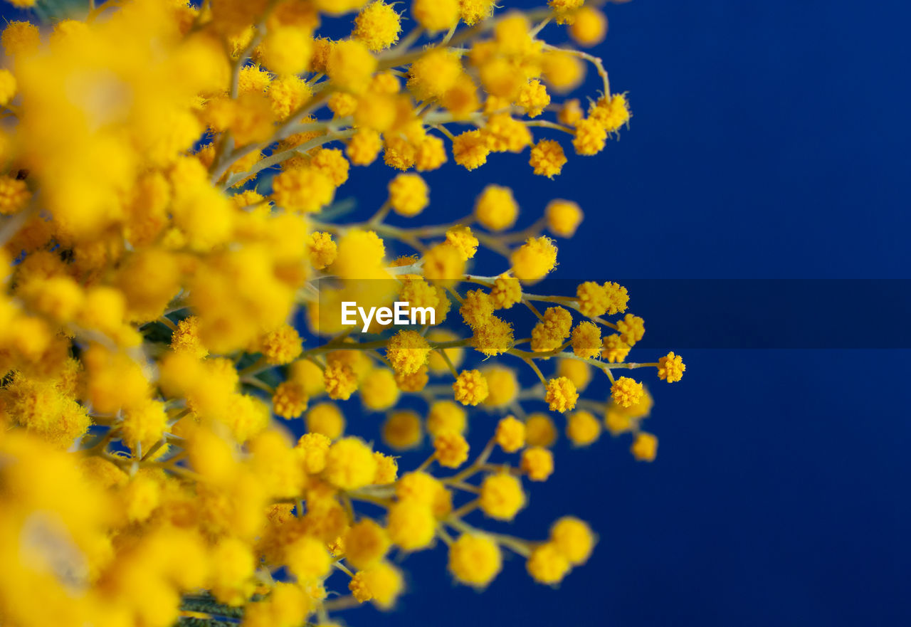 Close-up of yellow flowering plant