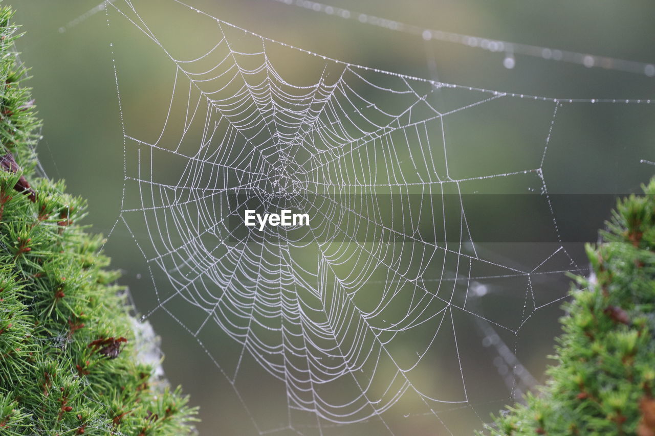 spider web, fragility, close-up, nature, focus on foreground, spider, no people, beauty in nature, wet, animal themes, animal, plant, water, drop, day, pattern, outdoors, dew, complexity, intricacy, environment, selective focus, tranquility, rain, trapped, animal wildlife, green, morning, arachnid, macro