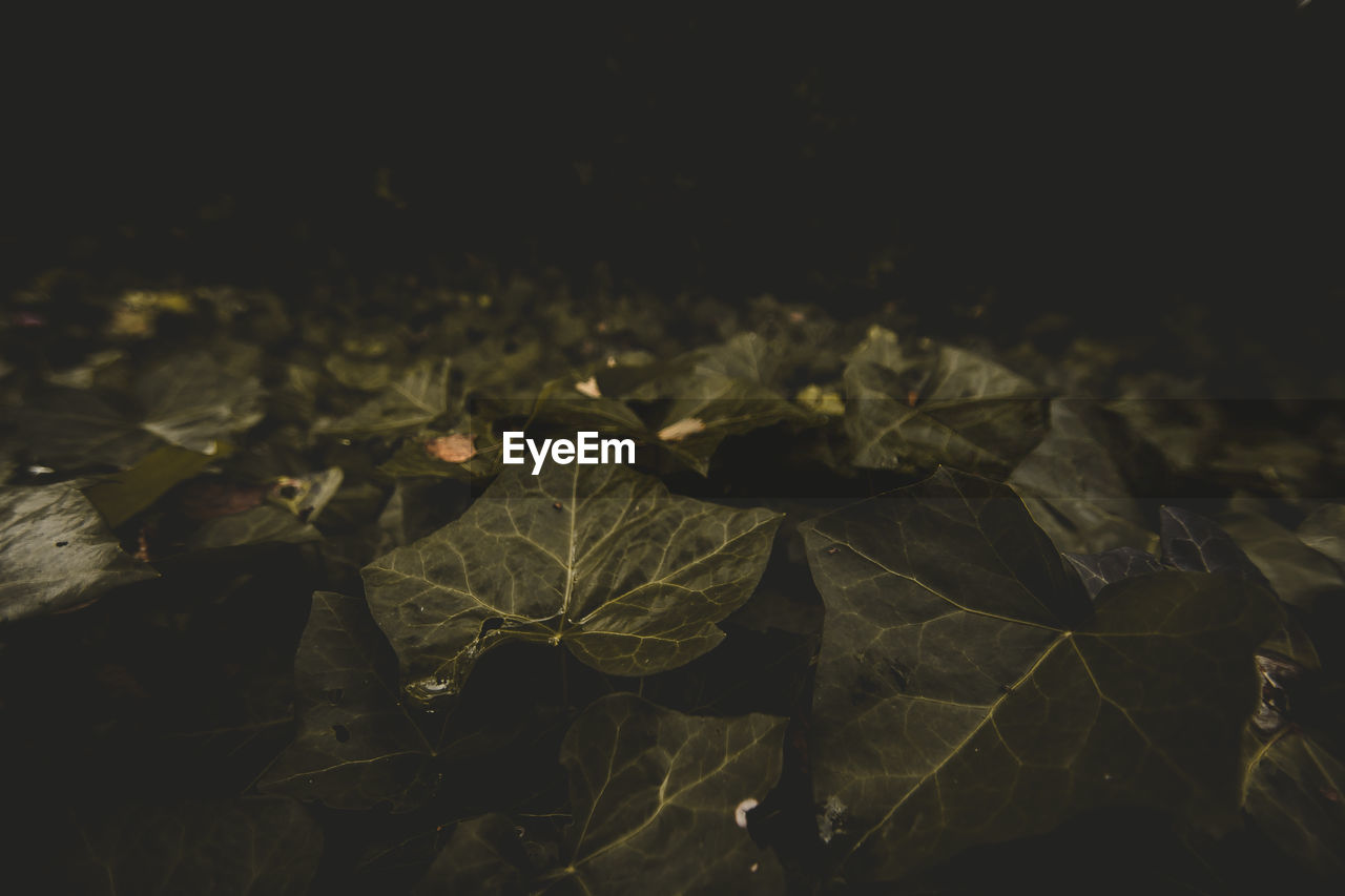 Close-up of leaves at night