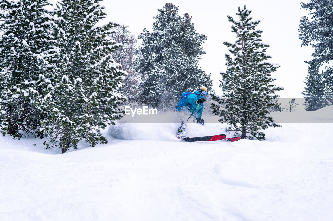 Skier turning between trees and spraying powder