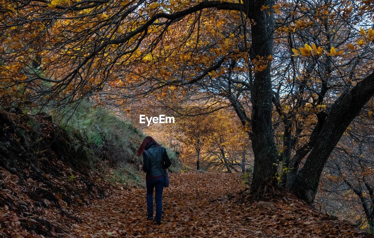 Full length rear view of woman walking in forest