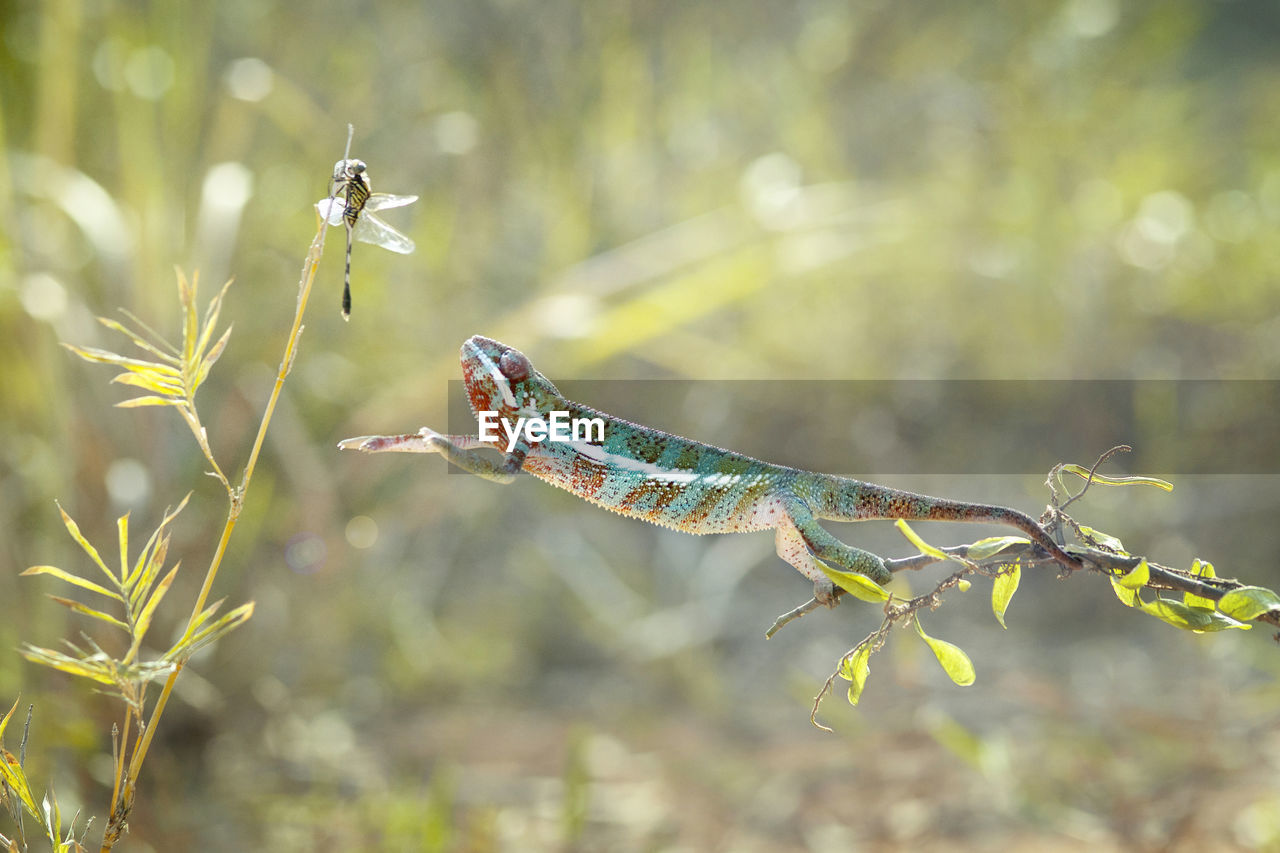 Chameleon on prey target