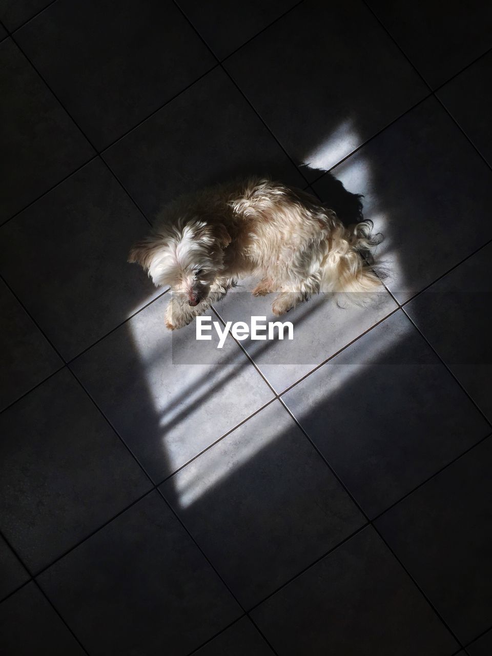 High angle view of dog resting on tiled floor