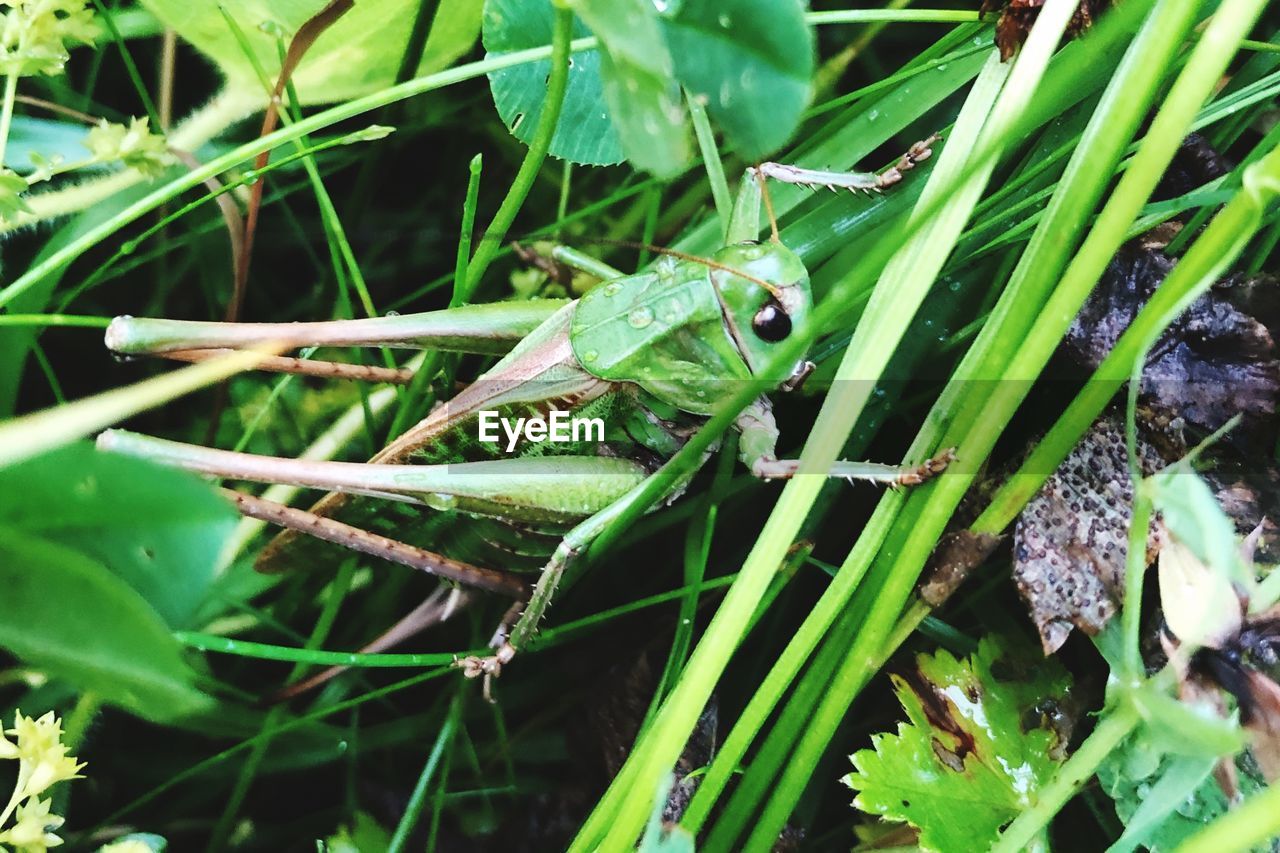 HIGH ANGLE VIEW OF INSECT ON PLANT