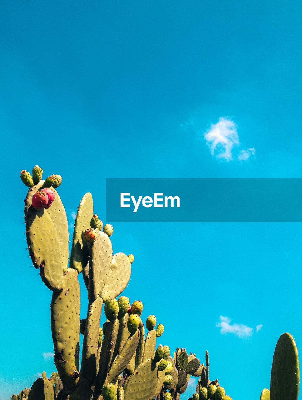 Low angle view of prickly pear cactus against blue sky