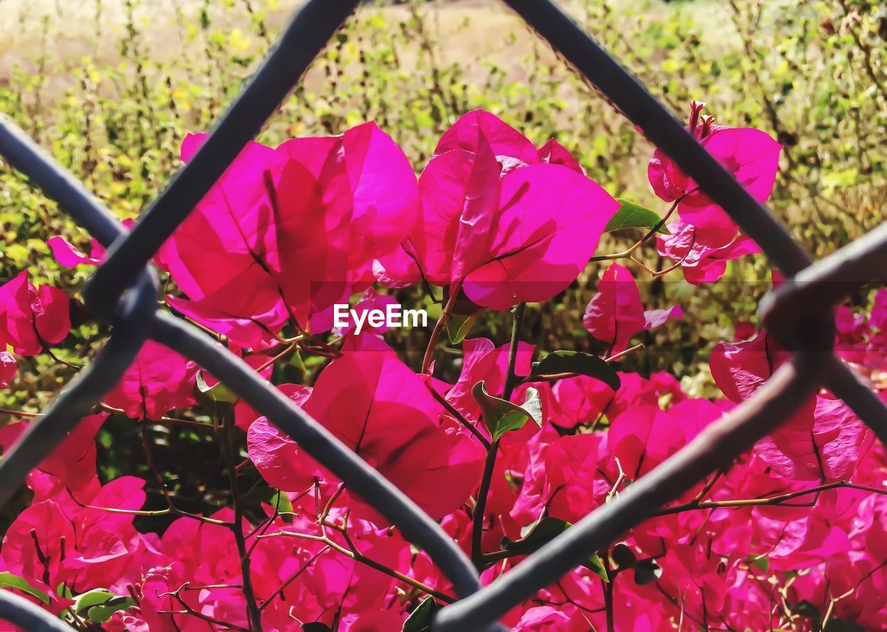 CLOSE-UP OF PINK FLOWERS BLOOMING