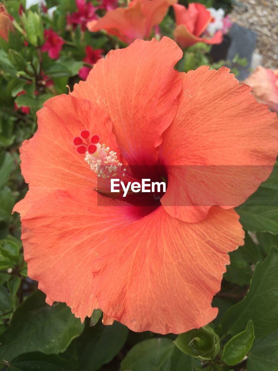 CLOSE-UP OF FRESH YELLOW HIBISCUS BLOOMING OUTDOORS