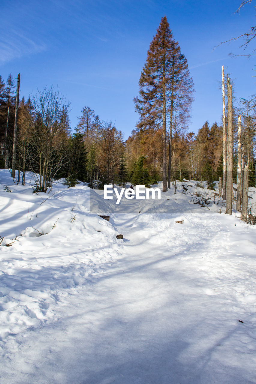 SNOW COVERED FIELD BY TREES AGAINST SKY