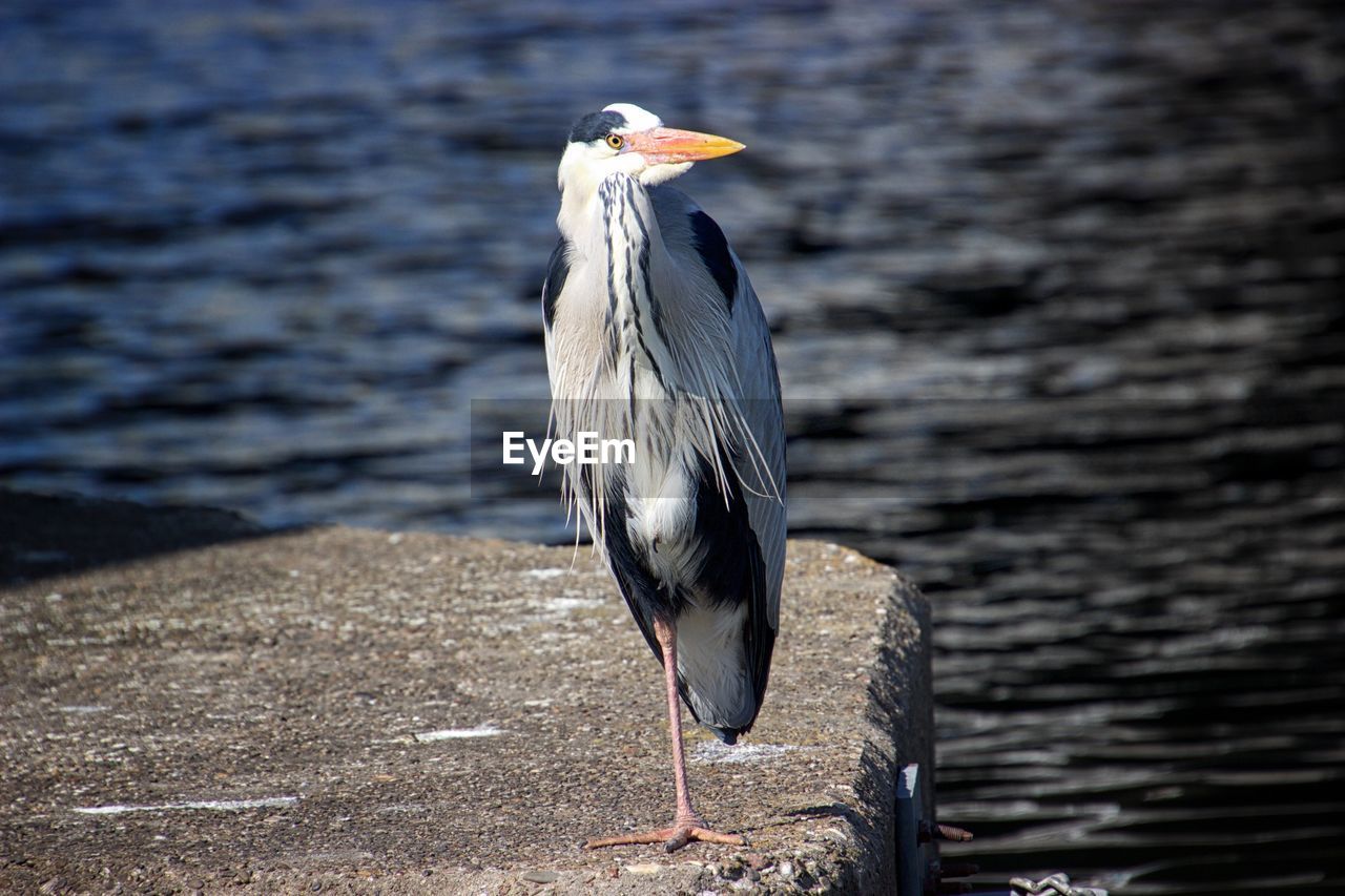 Close-up of bird perching on a lake