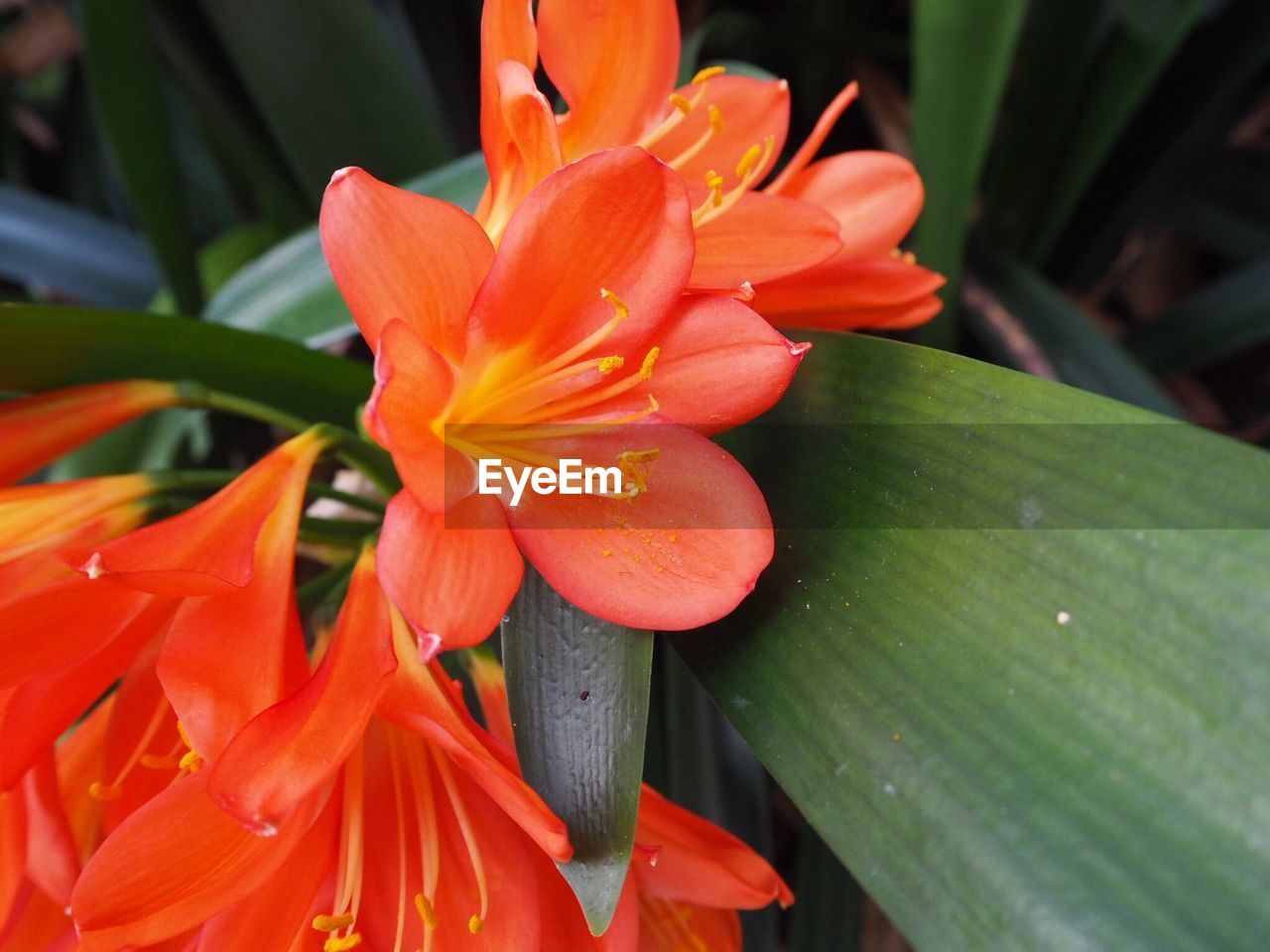 CLOSE-UP OF FRESH DAY LILY BLOOMING OUTDOORS