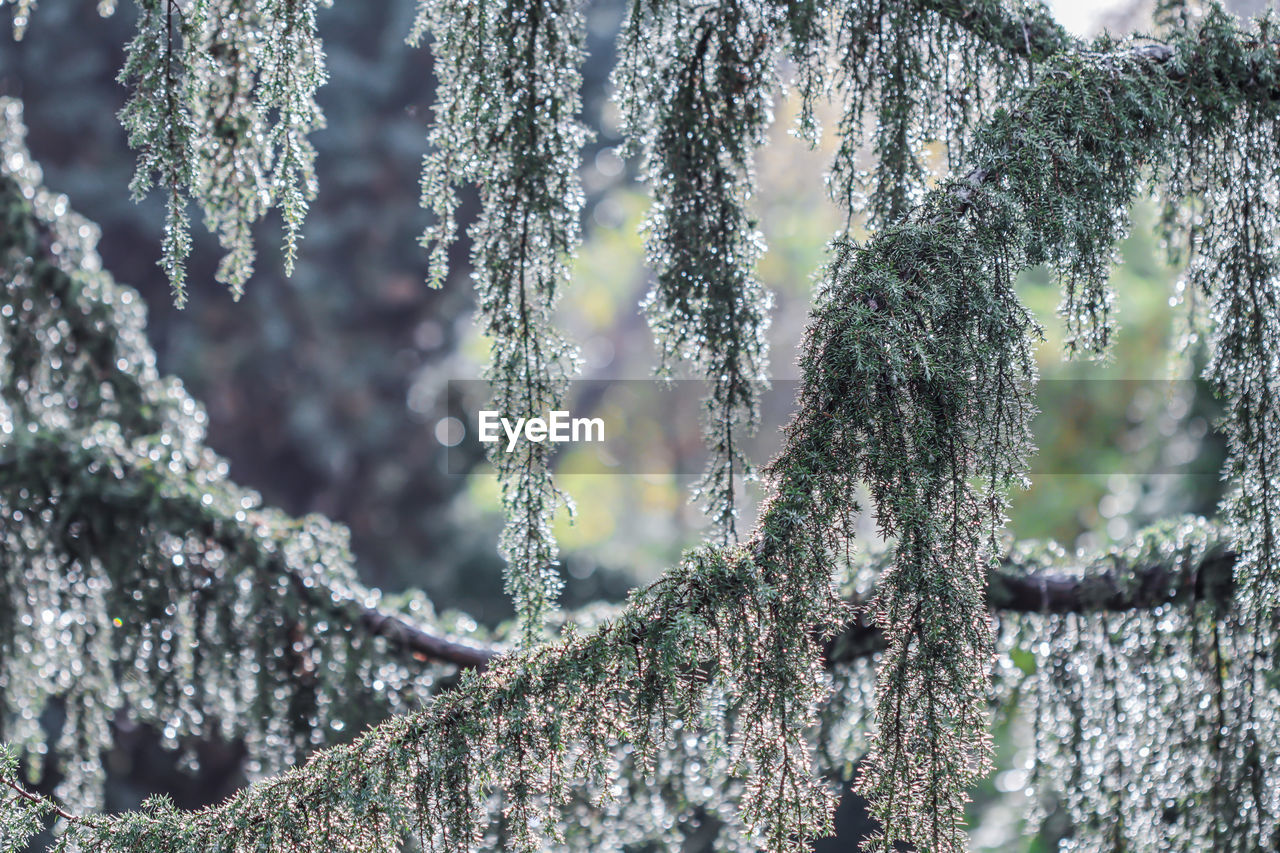 plant, tree, frost, branch, nature, growth, beauty in nature, no people, pinaceae, coniferous tree, day, snow, winter, pine tree, cold temperature, focus on foreground, tranquility, outdoors, leaf, close-up, environment, land, spruce, forest, frozen, selective focus, sunlight, green, pine woodland, flower