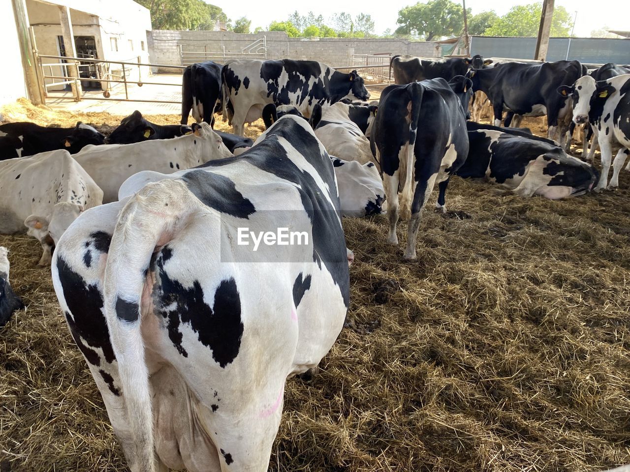 animal, animal themes, dairy cow, mammal, domestic animals, livestock, cattle, group of animals, cow, food, dairy, pet, domestic cattle, agriculture, farm, pasture, nature, no people, day, large group of animals, dairy farm, outdoors, rural scene, plant