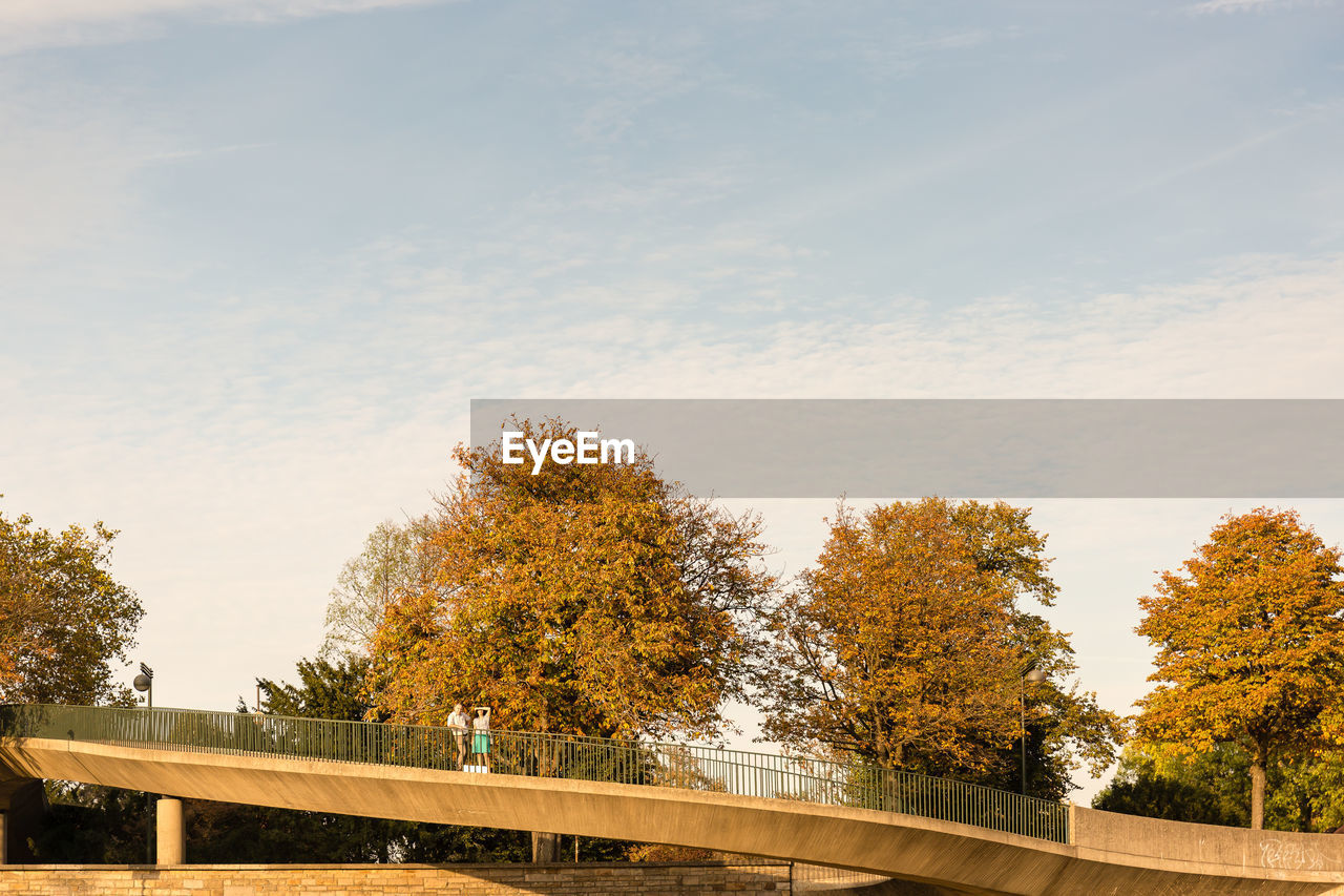 AUTUMN TREES AGAINST SKY