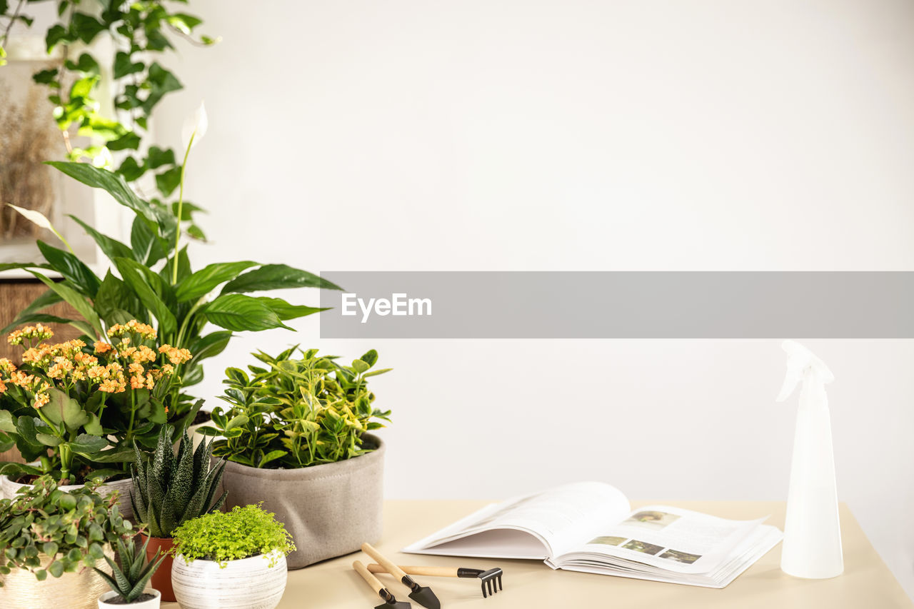 Scene with home green plants, gardening tools, book on table in room, copy space