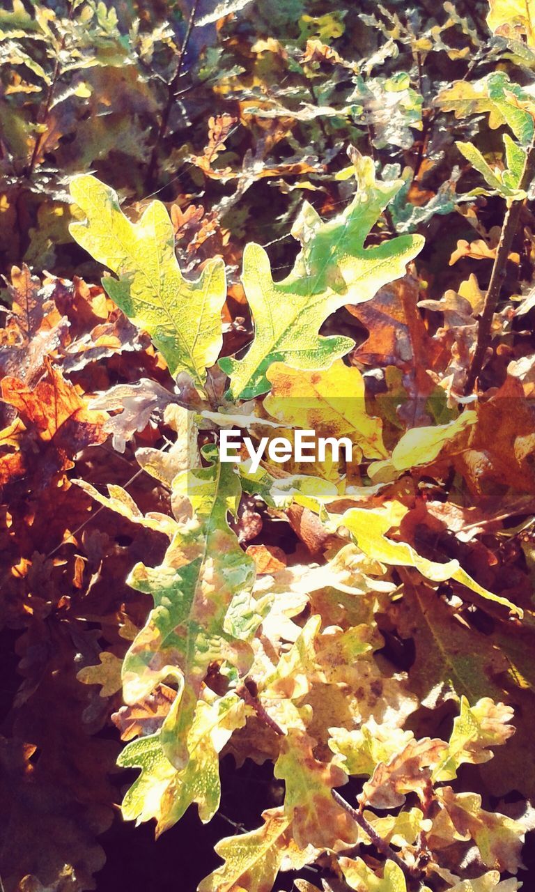 High angle view of leaves on tree in forest