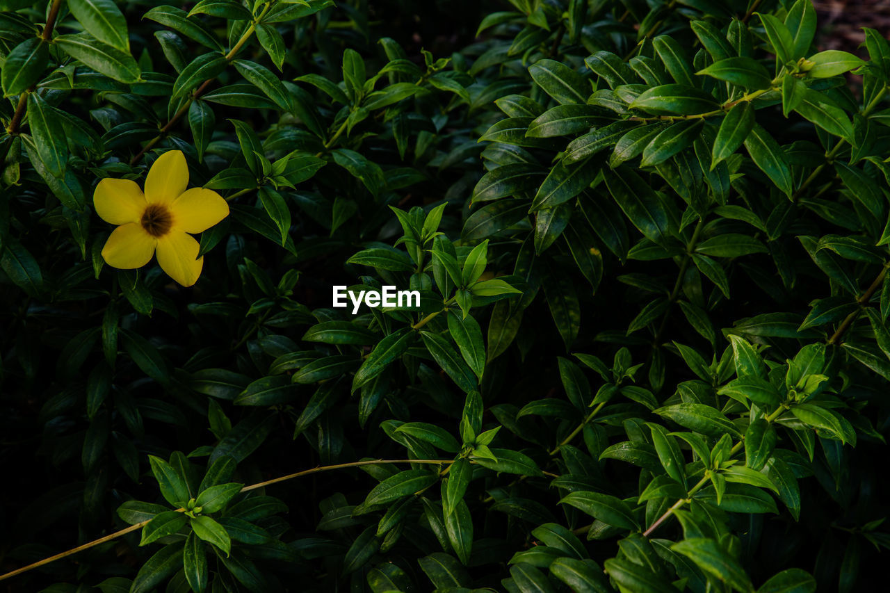 close-up of yellow flowers