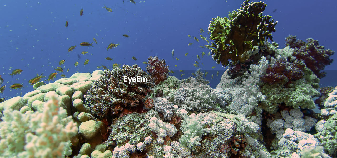 Wide angle views of the magnificent coral formations in the red sea, egypt