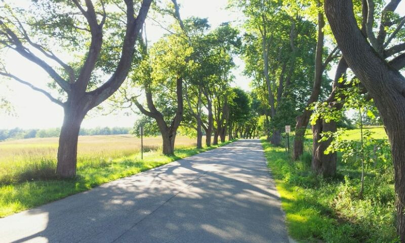 TREES ALONG ROAD