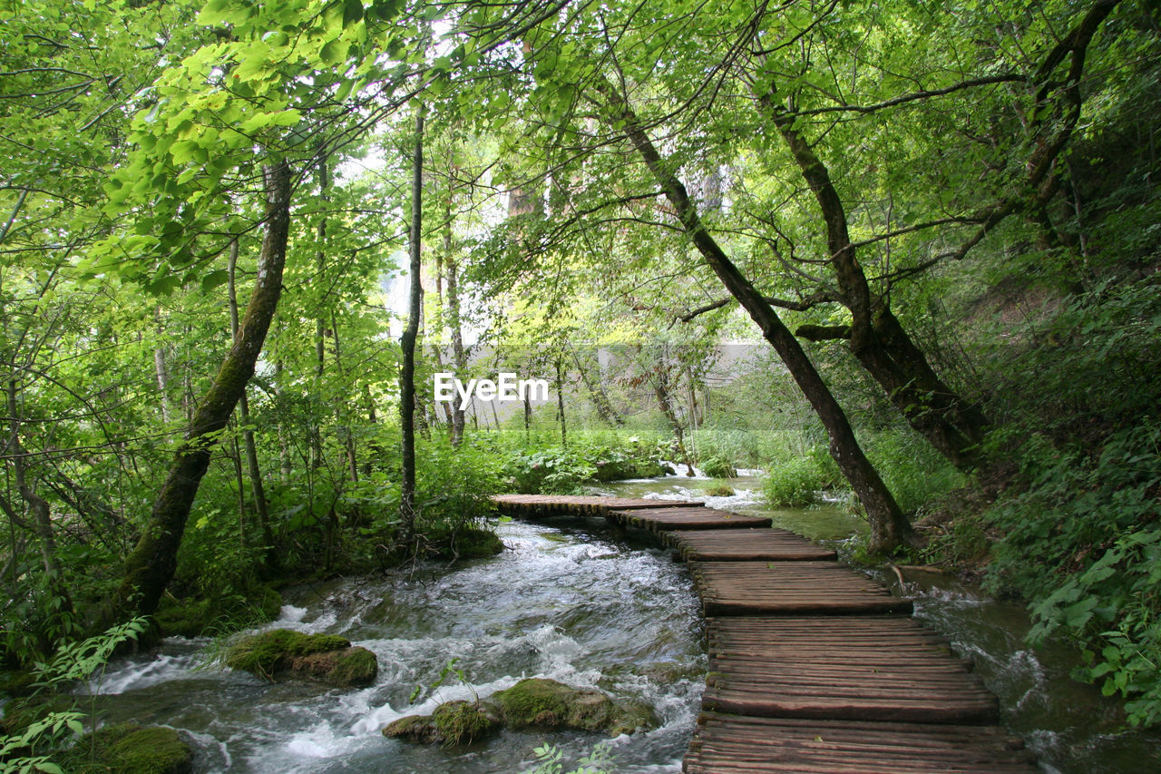 RIVER FLOWING AMIDST TREES IN FOREST