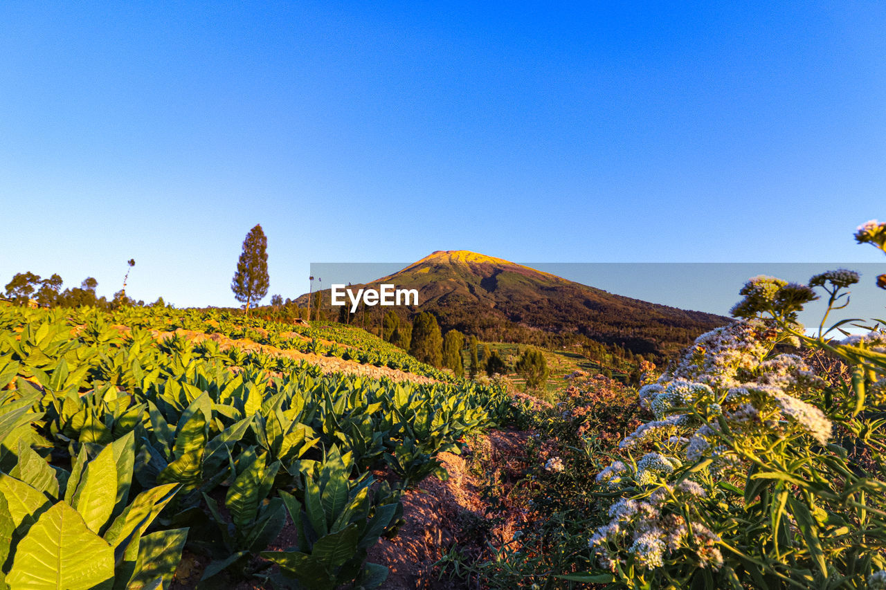 SCENIC VIEW OF LANDSCAPE AGAINST CLEAR SKY