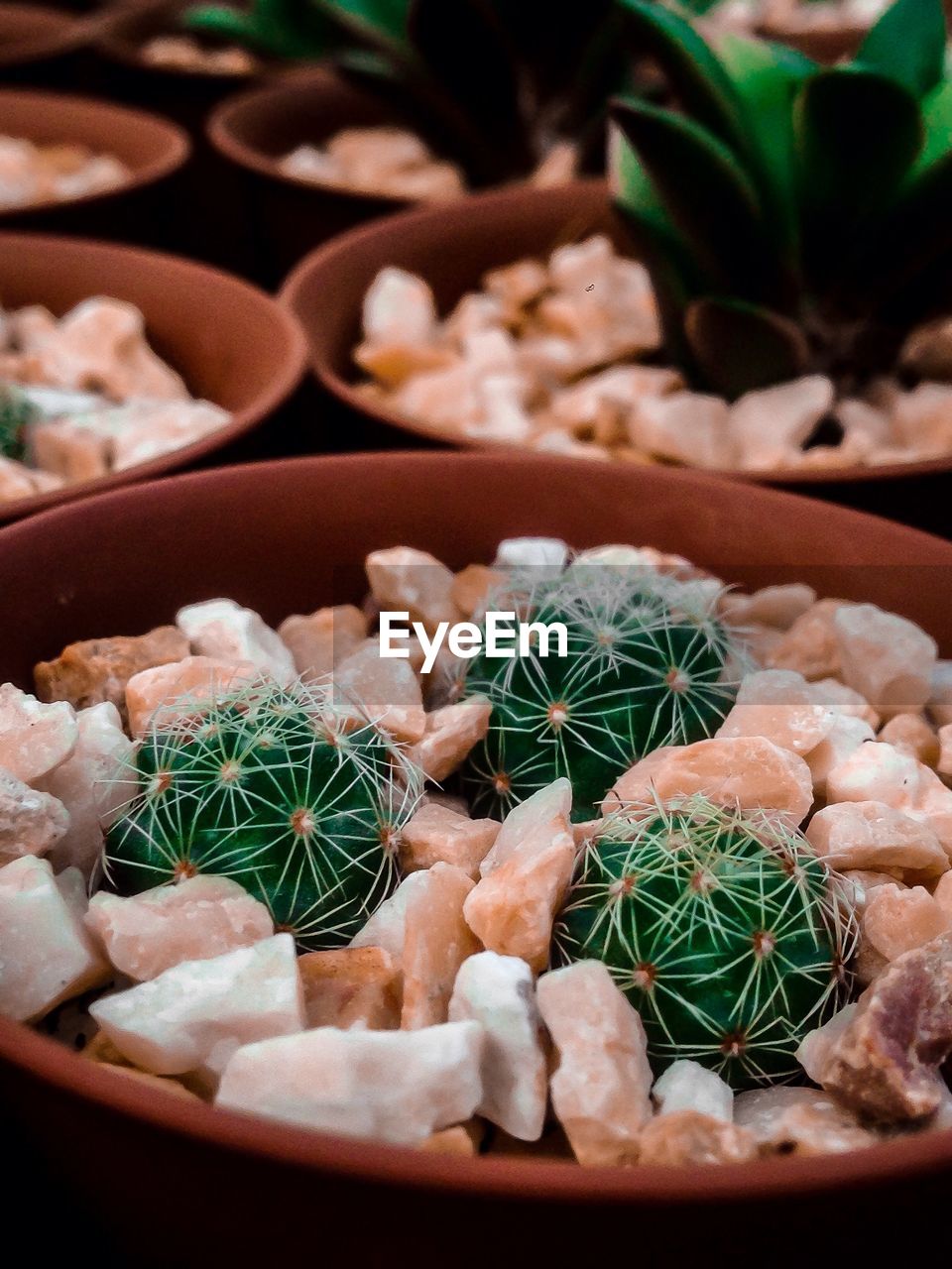 High angle view of succulent plant